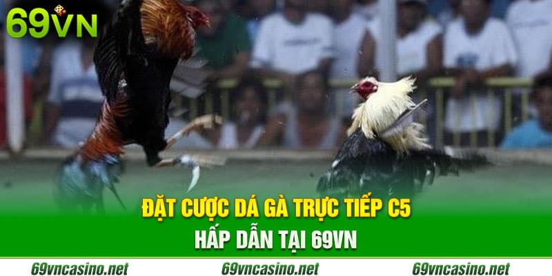 Trực tiếp đá gà c5 hôm qua miễn phí tại 69vn