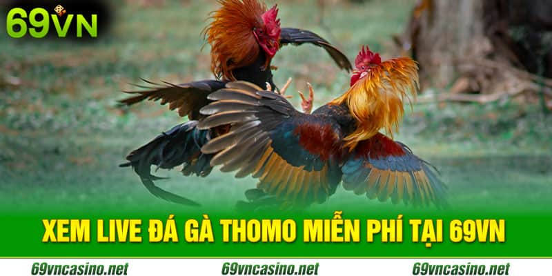 Live đá gà thomo trực tiếp nhà cái 69vn
