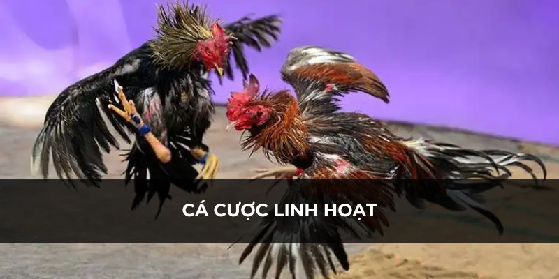 Nhiều hình thức cá cược