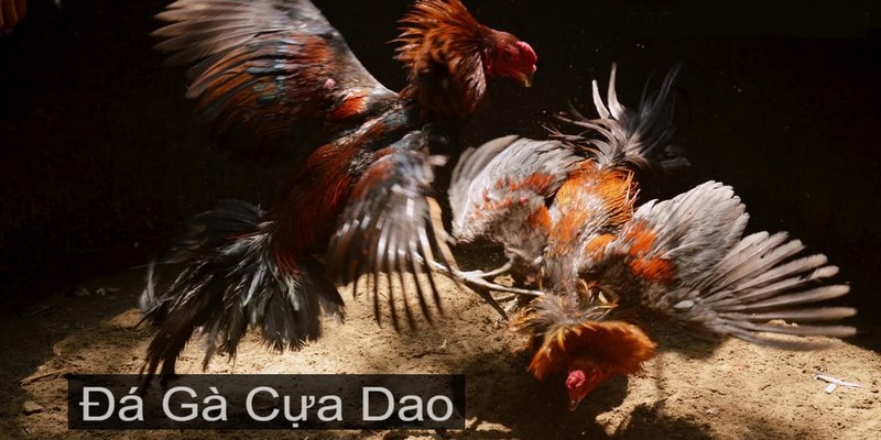 Theo dõi đá gà cựa dao C5