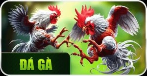Đá gà cựa dạo trực tiếp nhà cái 69vn