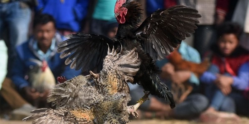 Sơ lược về đá gà trực tiếp C5