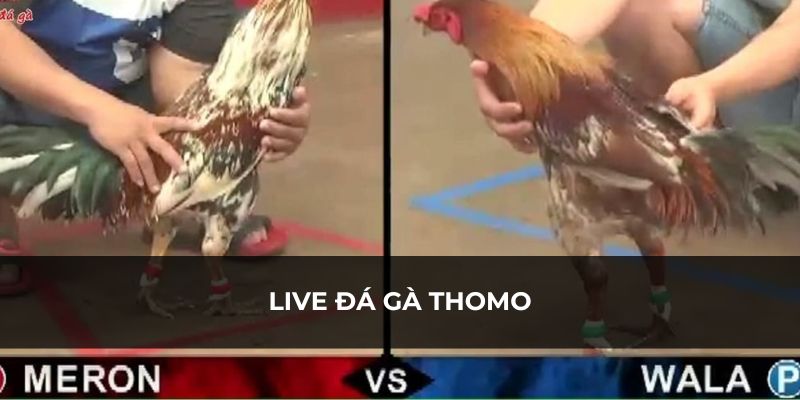 Tìm hiểu về live đá gà Thomo