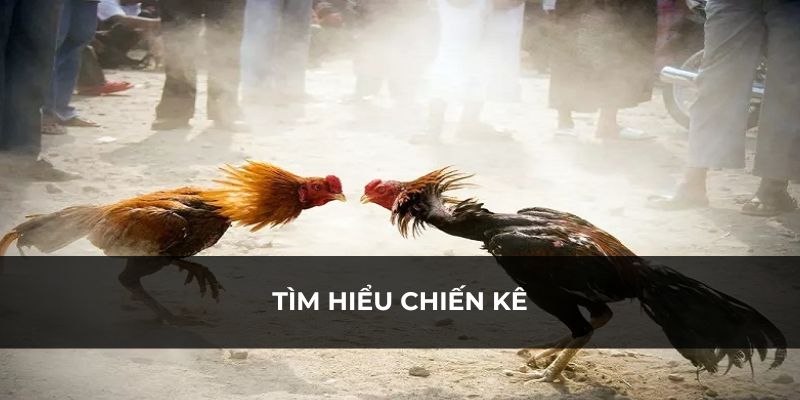 Phân tích kỹ chiến kê trước khi cược