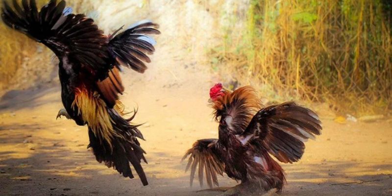Những nguyên do nên tham gia đá gà cựa dao trực tiếp